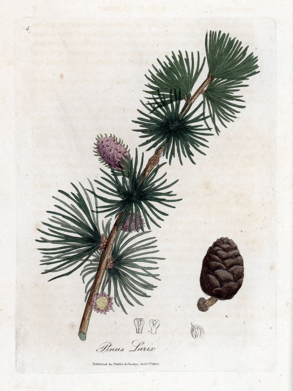 Vanlig eller europeisk meleze - Europeisk lerketre, Larix decidua. Håndfarget kobberstikk fra en botanisk illustrasjon av James Sowerby fra William Woodville og Sir William Jackson Hookers "" Medical Botany,"" John Bohn, London av James Sowerby