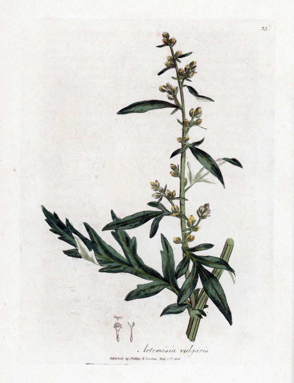Vanlig eller vulgær sagebrush - bynke, Artemisia vulgaris. Håndfarget kobberstikk fra en botanisk illustrasjon av James Sowerby fra William Woodville og Sir William Jackson Hookers "" Medical Botany,"" John Bohn, London av James Sowerby
