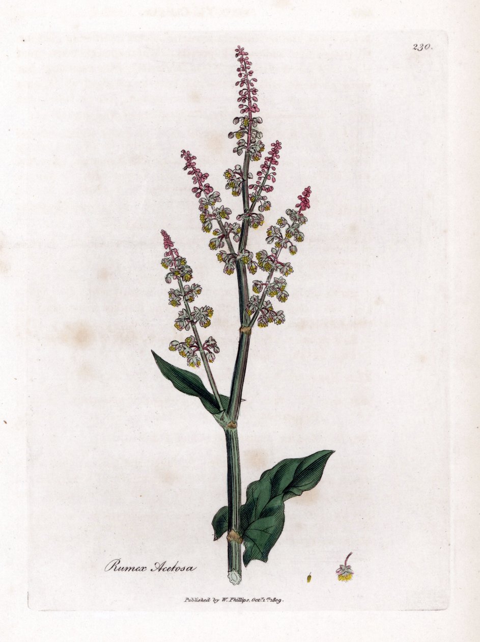 Vanlig oseillle eller stor syre - Hagesyre, Rumex acetosa. Håndfarget kobberstikk fra en botanisk illustrasjon av James Sowerby fra William Woodville og Sir William Jackson Hookers "" Medical Botany,"" John Bohn, London av James Sowerby