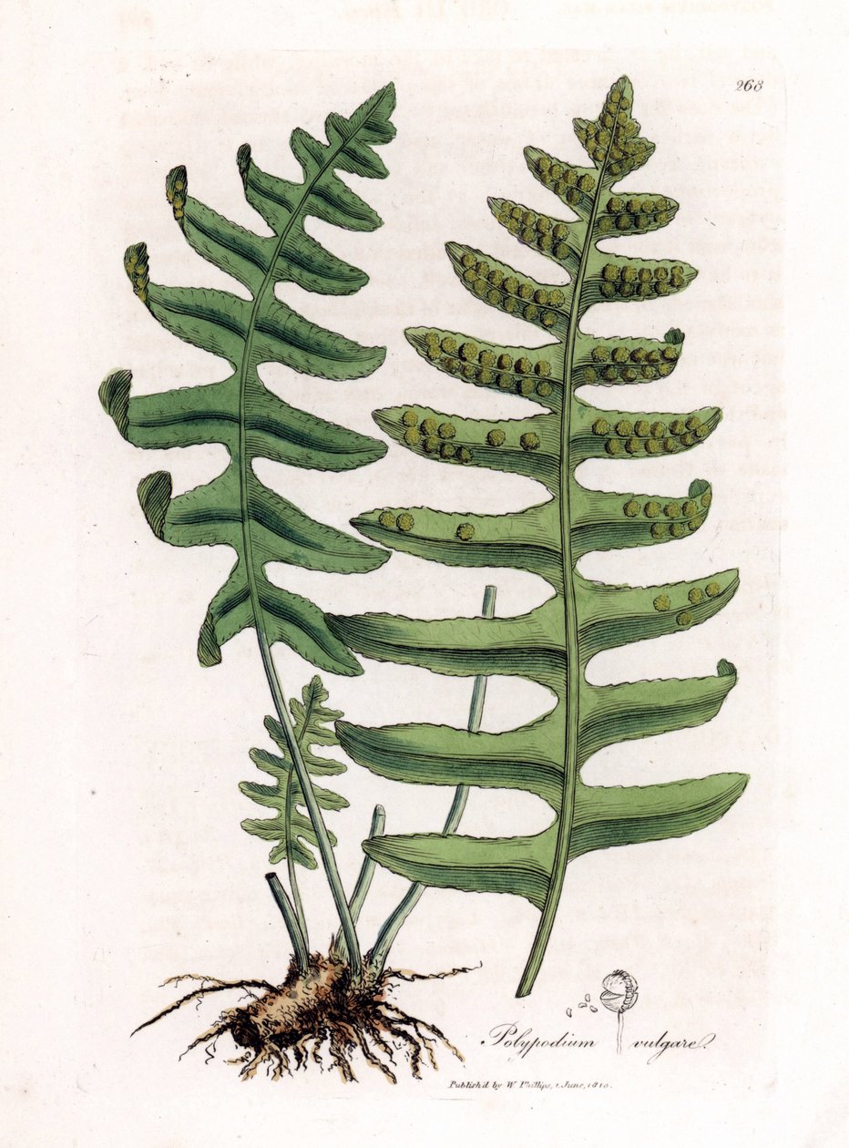 Vanlig polypoda eller trelakris (bregne) - Vanlig polypode, Polypodium vulgare. Håndfarget kobberstikk fra en botanisk illustrasjon av James Sowerby fra William Woodville og Sir William Jackson Hookers "" Medical Botany,"" John Bohn, Lo av James Sowerby