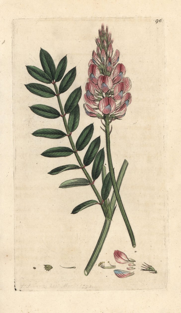 Vanlig sainfoin, Onobrychis viciifolia (Hedysarum onobrychis) (Sainfoin cultive) Håndfarget kobberstikk etter en illustrasjon av James Sowerby fra James Smith's English Botany, London av James Sowerby