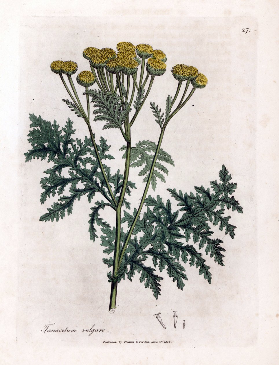 Vanlig reinfann eller sprut - Tansy, Tanacetum vulgare. Håndfarget kobberstikk fra en botanisk illustrasjon av James Sowerby fra William Woodville og Sir William Jackson Hookers "" Medical Botany,"" John Bohn, London av James Sowerby