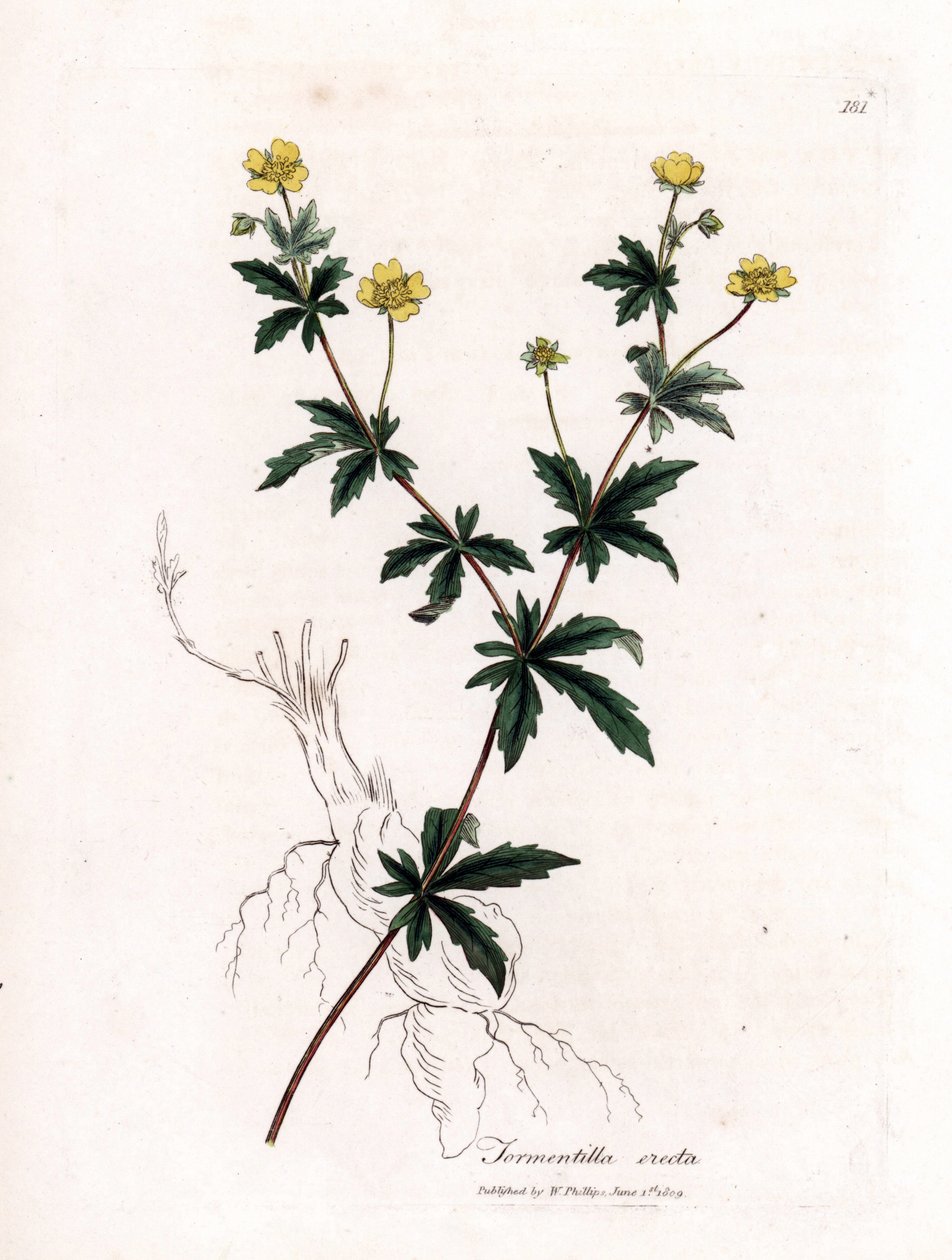 Vanlig tormentil, Potentilla erecta. Håndfarget kobberstikk fra en botanisk illustrasjon av James Sowerby fra William Woodville og Sir William Jackson Hookers "" Medical Botany,"" John Bohn, London av James Sowerby