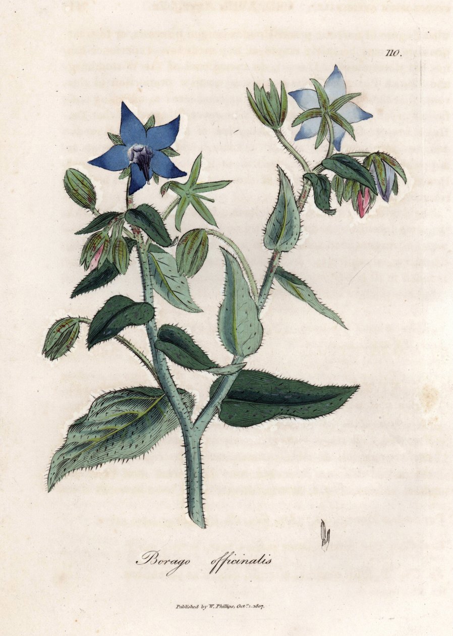 Kompendiell borage. Håndfarget kobberstikk fra en tegning av James Sowerby (1757-1822), i Botanique Medicinale av James Sowerby