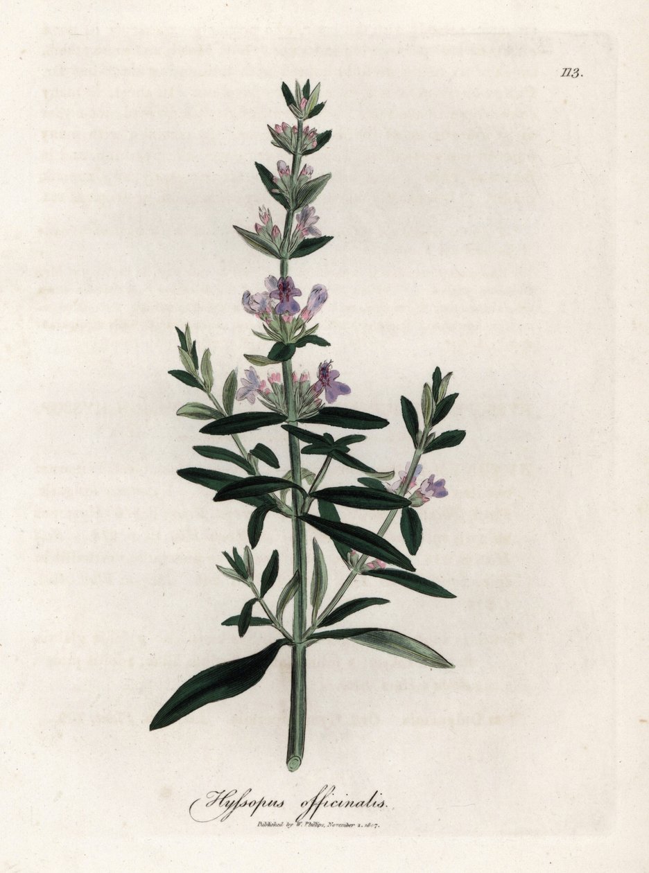 Kompendial isop. Håndfarget kobberstikk fra en tegning av James Sowerby (1757-1822), i Botanique Medicinale av James Sowerby