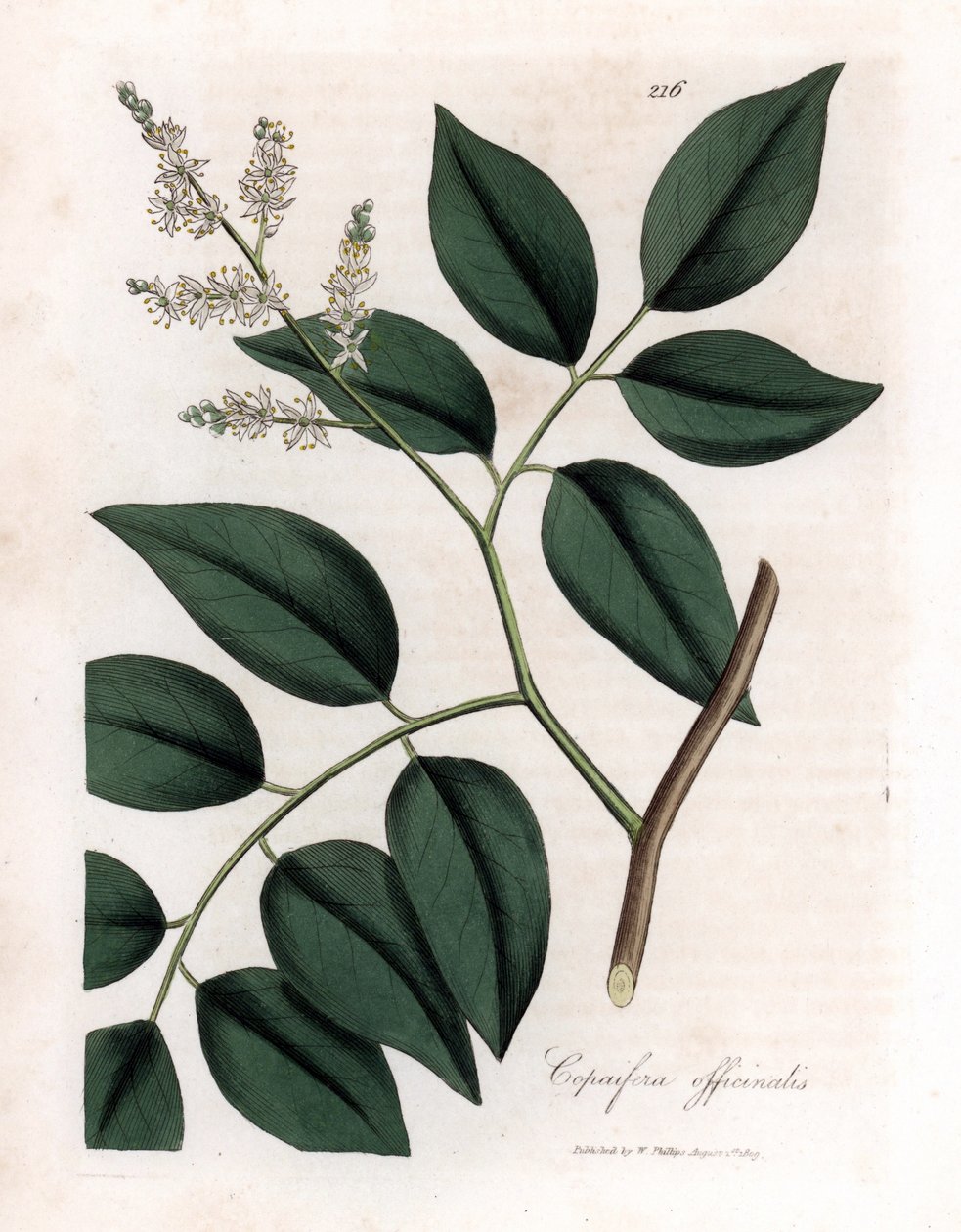 Copaier - Balsam av Copaiva, Copaifera officinalis. Håndfarget kobberstikk fra en botanisk illustrasjon av James Sowerby fra William Woodville og Sir William Jackson Hookers "" Medical Botany,"" John Bohn, London av James Sowerby