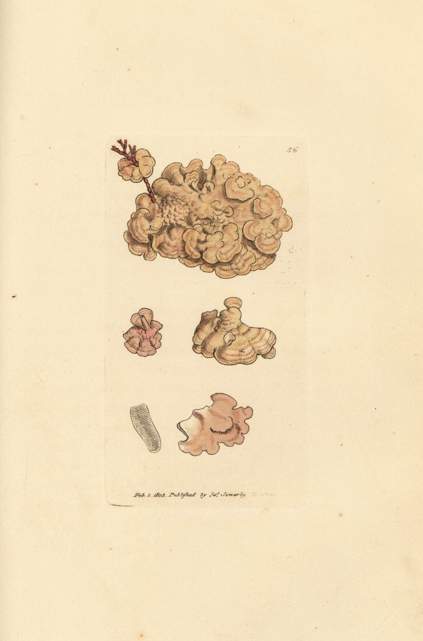 Coralline arter, Corallina auriculariaeformis. (Cactus coralline, Halimedia opuntia?) Håndfarget kobberstikk av James Sowerby fra The British Miscellany, eller fargede figurer av nye, sjeldne eller lite kjente dyreemner. av James Sowerby