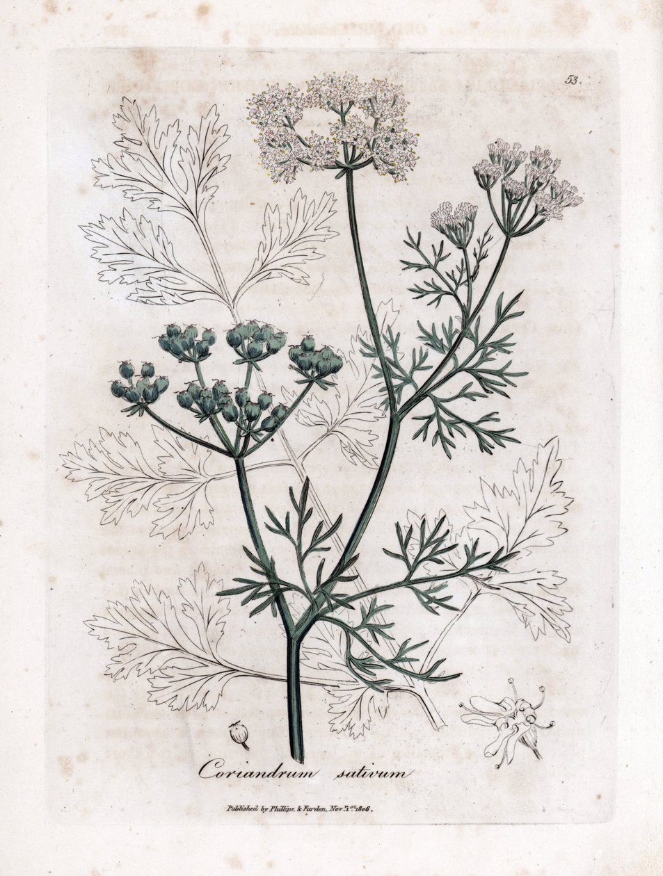 Koriander (Coriandrum sativum). Håndfarget kobbergravering fra en illustrasjon av James Sowerby. Utdrag fra boken til William Woodville og Sir William Jackson Hooker "" Botanique medicinale"" 1832. Den utrettelige Sowerby (1757-1822) tr av James Sowerby