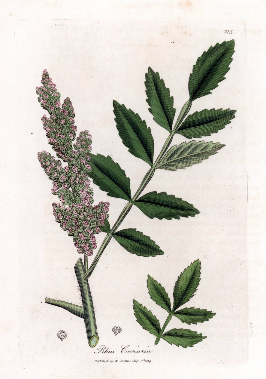 Corroyere eller sumac av corroyeurs eller reisende - Elm-leaved sumac, Rhus coriaria. Håndfarget kobberstikk fra en botanisk illustrasjon av James Sowerby fra William Woodville og Sir William Jackson Hookers "" Medical Botany,"" John Bo av James Sowerby