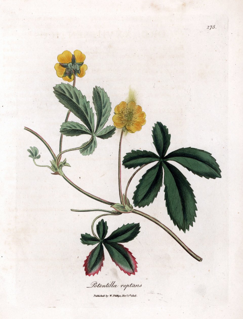 Krypende cinquefoil eller quintefeuille - Vanlig cinquefoil, Potentilla reptans. Håndfarget kobberstikk fra en botanisk illustrasjon av James Sowerby fra William Woodville og Sir William Jackson Hookers "" Medical Botany,"" John Bohn, L av James Sowerby
