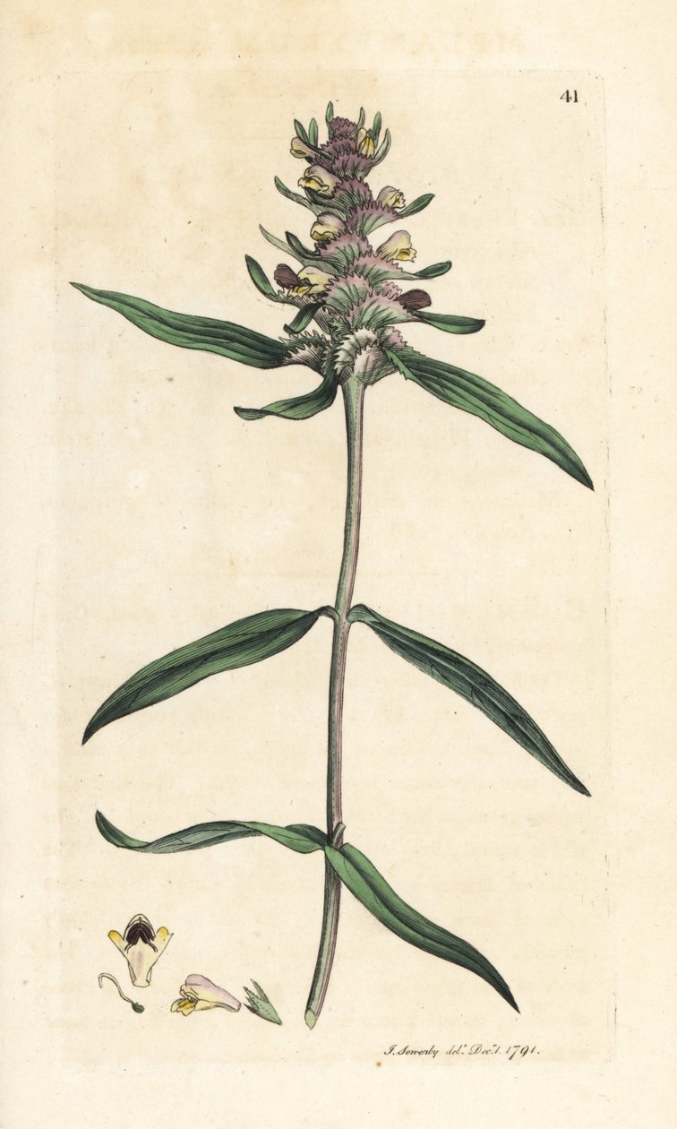 Crested cowheat, Melampyrum cristatum (Melampyre) Håndfarget kobberstikk etter en illustrasjon av James Sowerby fra James Smith's English Botany, London av James Sowerby