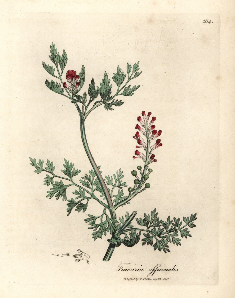 Crimson blomstret fumitory, Fumaria officinalis av James Sowerby