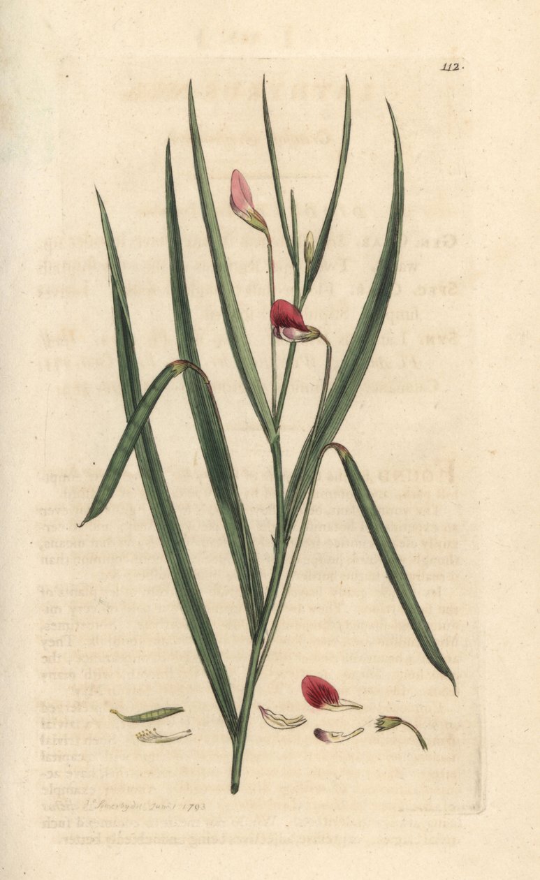 Crimson gressvetch, Lathyrus nissolia. Håndfarget kobberstikk etter en illustrasjon av James Sowerby fra James Smith's English Botany, London av James Sowerby