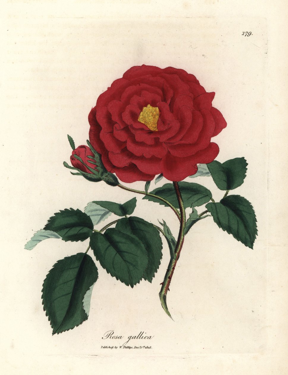 Crimson offisiell rose, Rosa gallica av James Sowerby