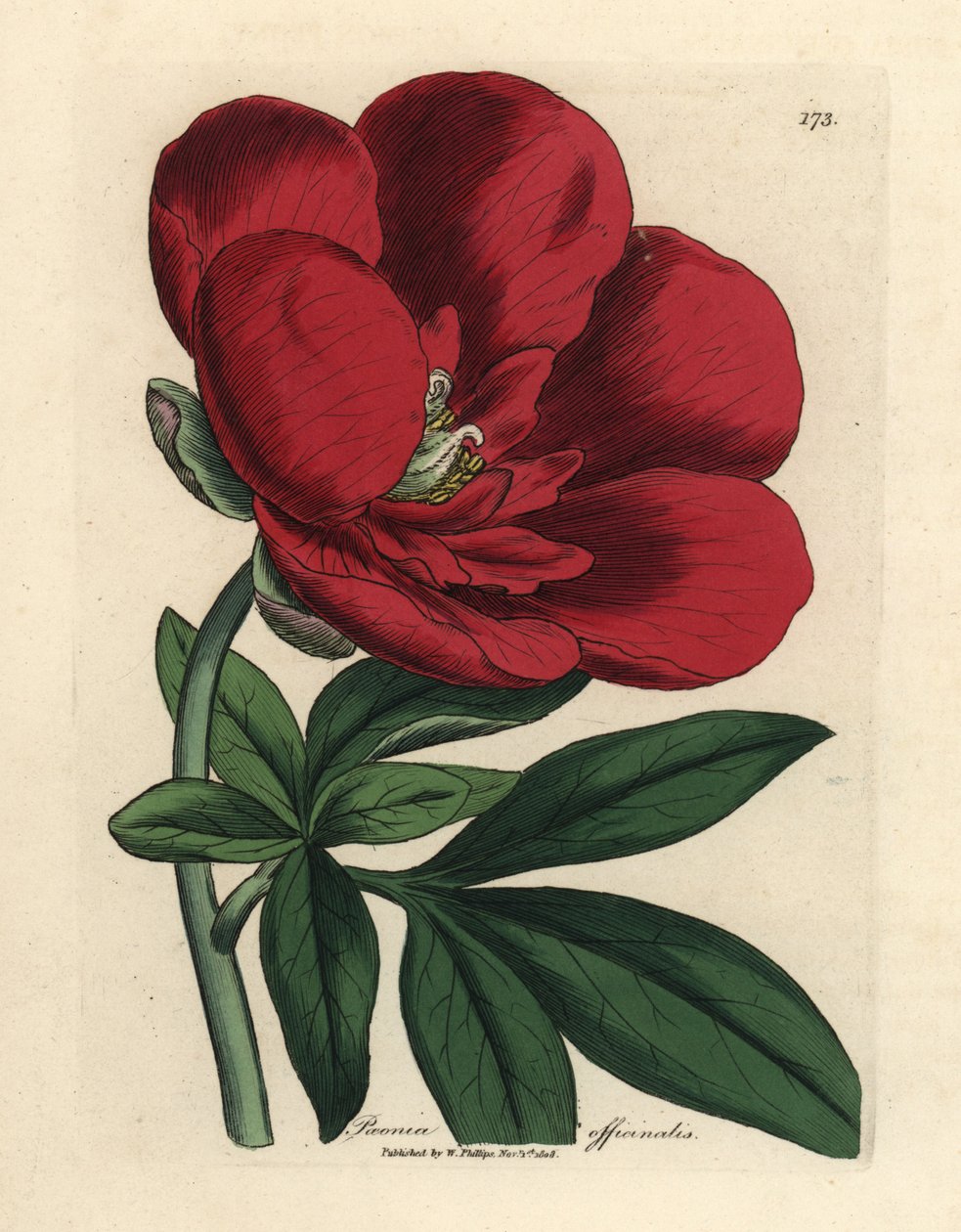 Crimson pion, Paeonia officinalis av James Sowerby