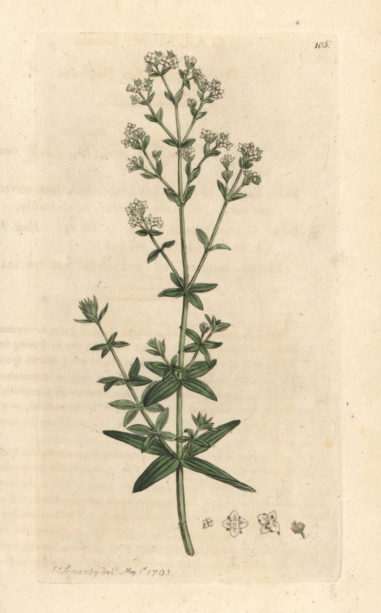 Kryssbladet damebedstrå, Galium boreale (gaillet boreal) Håndfarget kobberstikk etter en illustrasjon av James Sowerby fra James Smith's English Botany, London av James Sowerby