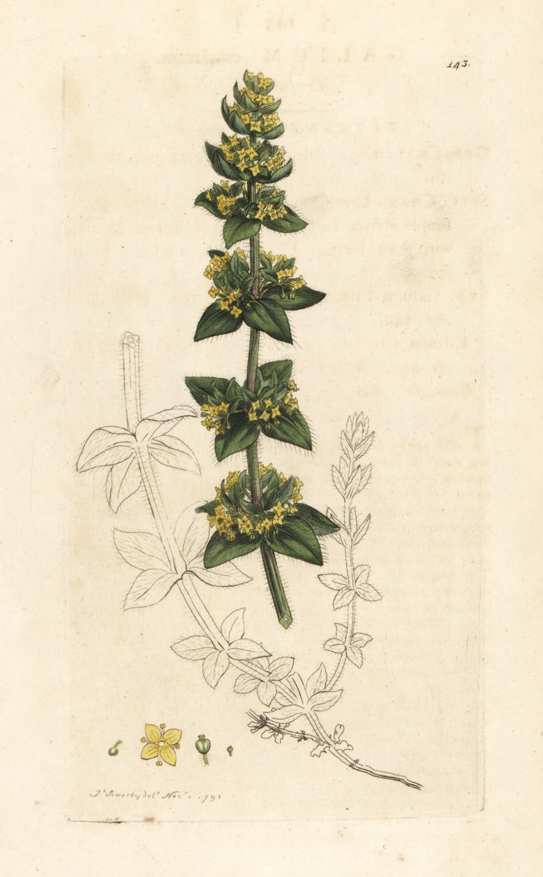 Kryssurt eller glatt strå, Cruciata laevipes (Galium cruciatum). Håndfarget kobberstikk etter en illustrasjon av James Sowerby fra James Smith's English Botany, London av James Sowerby