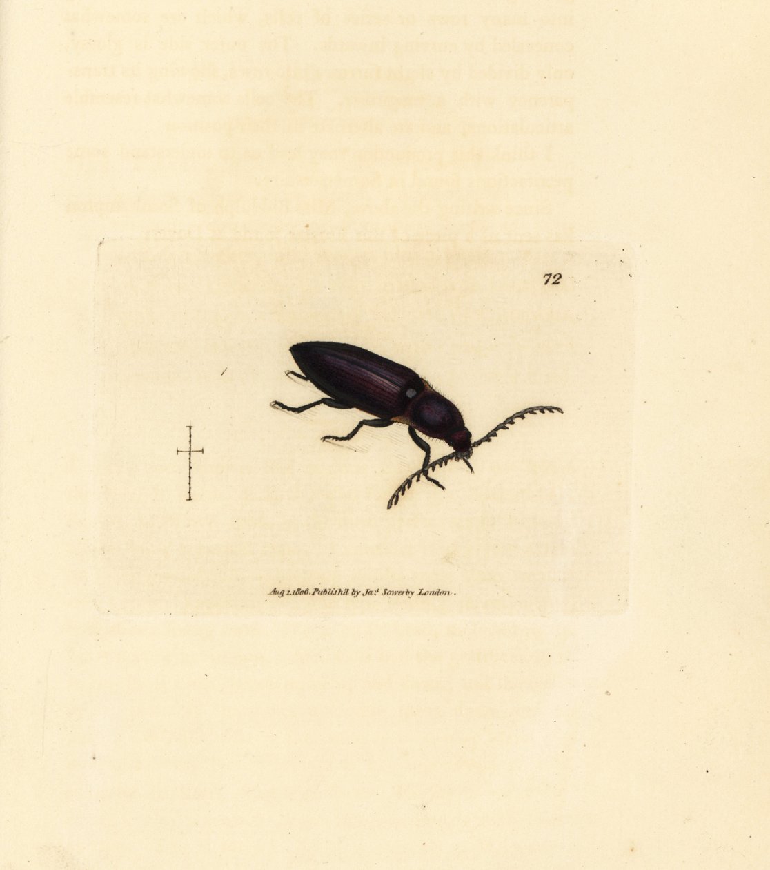 Ctenicera cuprea bille (Elater chalybeus). Håndfarget kobberstikk av James Sowerby fra The British Miscellany, eller fargede figurer av nye, sjeldne eller lite kjente dyreemner. av James Sowerby