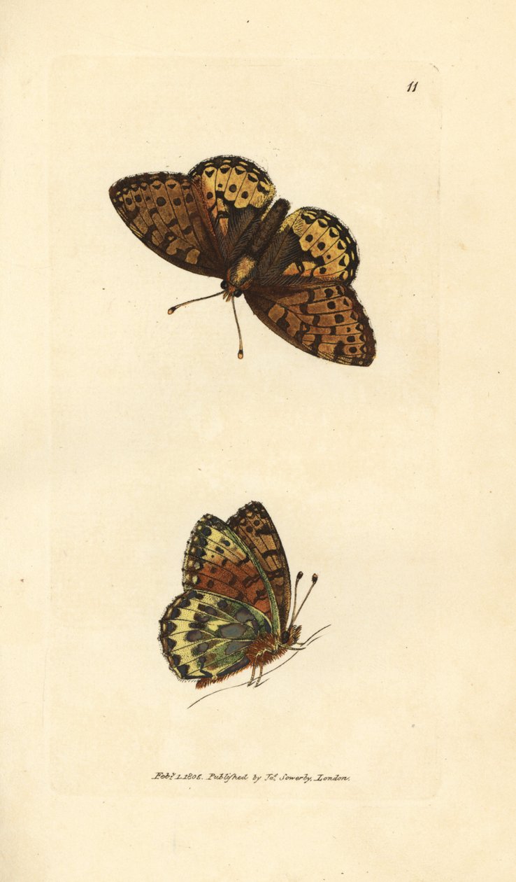 Mørkegrønn fritillary, Argynnis aglaia (Charlotte sommerfugl, Papilio charlotta). Håndfarget kobberstikk av James Sowerby fra The British Miscellany, eller fargede figurer av nye, sjeldne eller lite kjente dyreemner. av James Sowerby