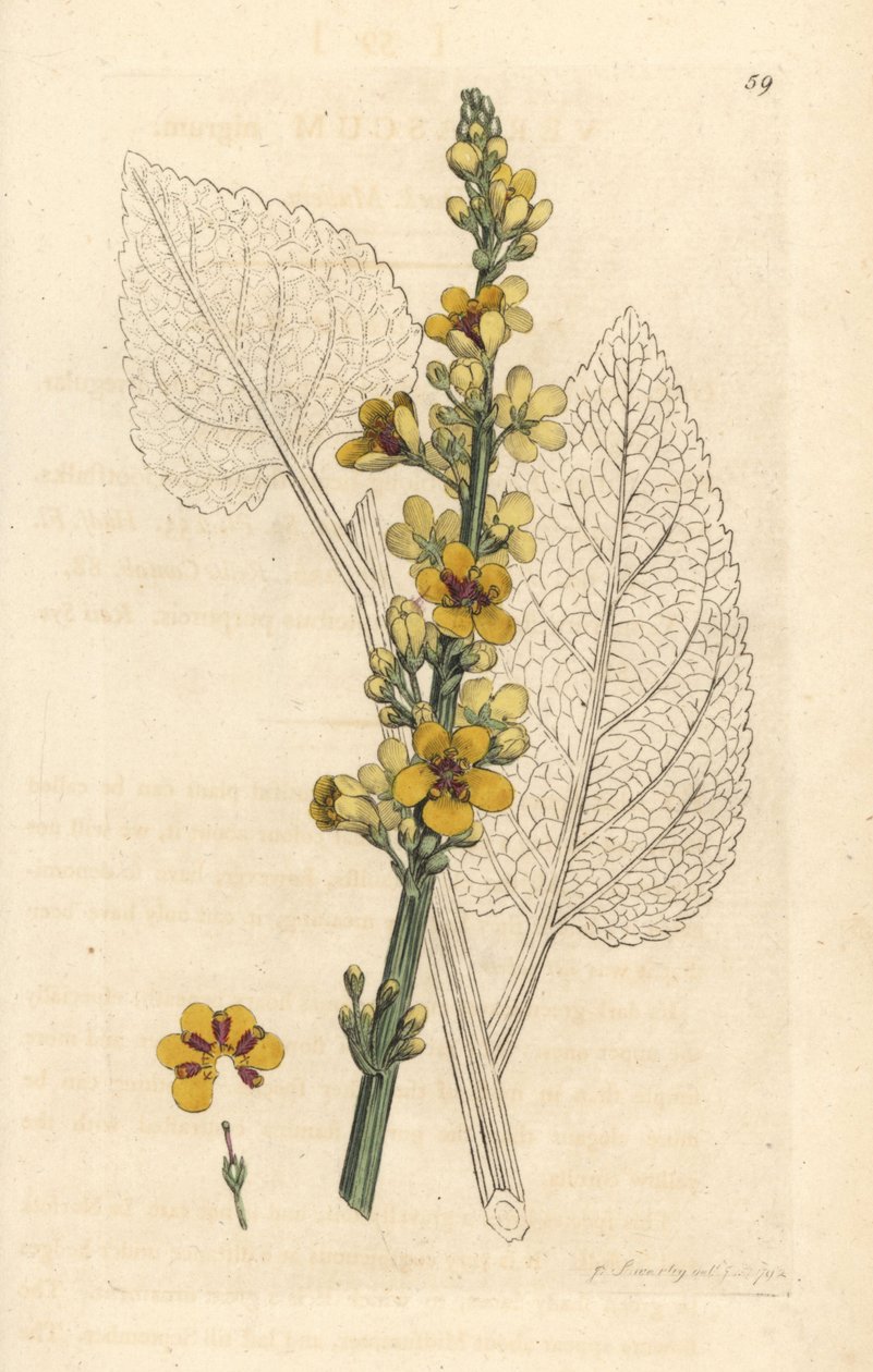 Mørk mullein, Verbasum nigrum (svart molene) Håndfarget kobberstikk etter en illustrasjon av James Sowerby fra James Smith's English Botany, London av James Sowerby