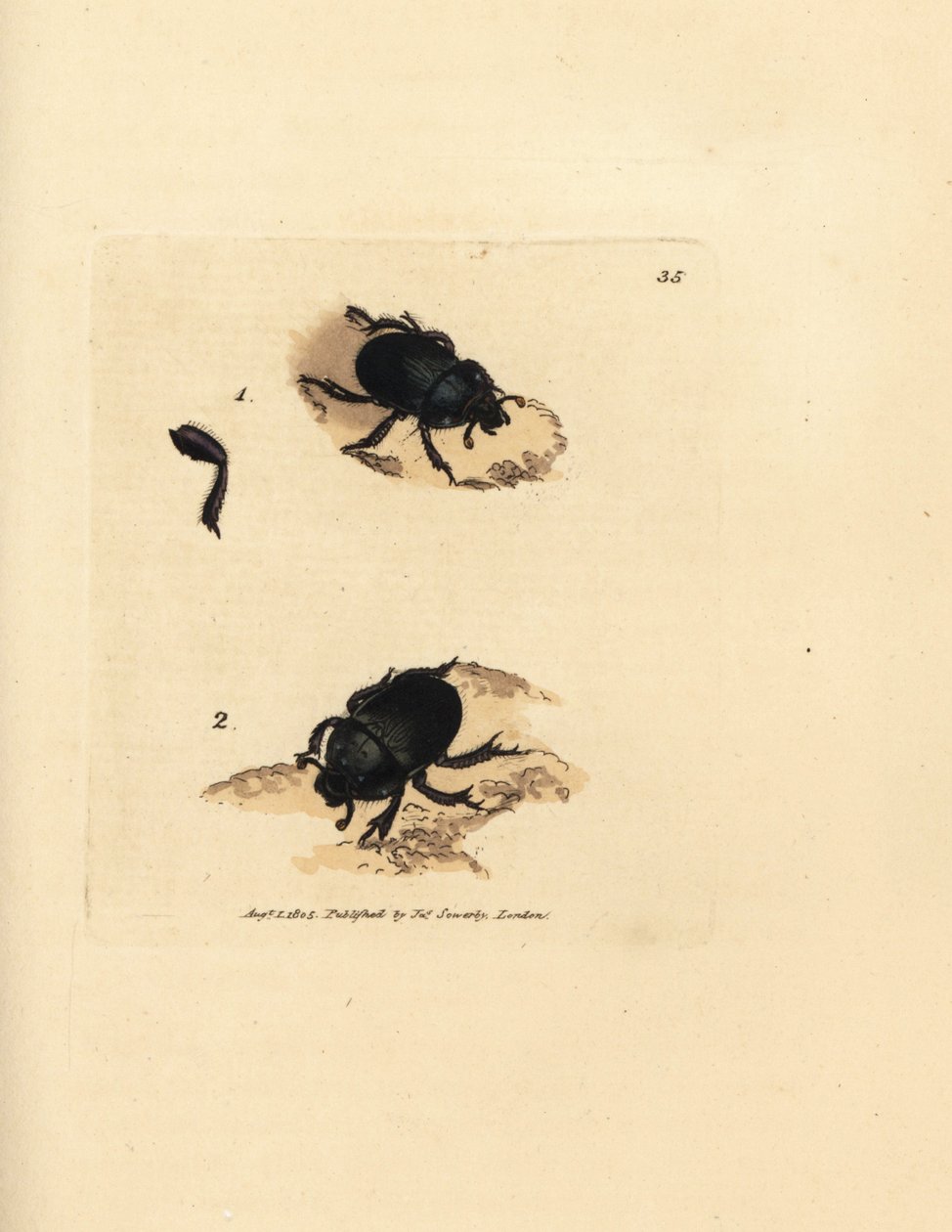 Dorbille eller jordkjedelige møkkbille, Geotrupes puncticollis (Scarabaeus spiniger). Håndfarget kobberstikk av James Sowerby fra The British Miscellany, eller fargede figurer av nye, sjeldne eller lite kjente dyreemner. av James Sowerby