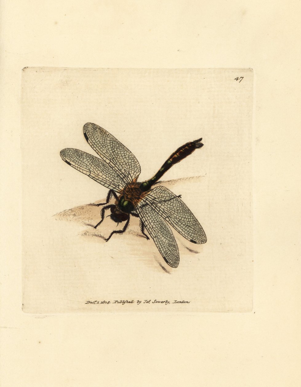 Dunet smaragd øyenstikker, Cordulia aenea (metallisk øyenstikker, Libellula aenea). Håndfarget kobberstikk av James Sowerby fra The British Miscellany, eller fargede figurer av nye, sjeldne eller lite kjente dyreemner. av James Sowerby