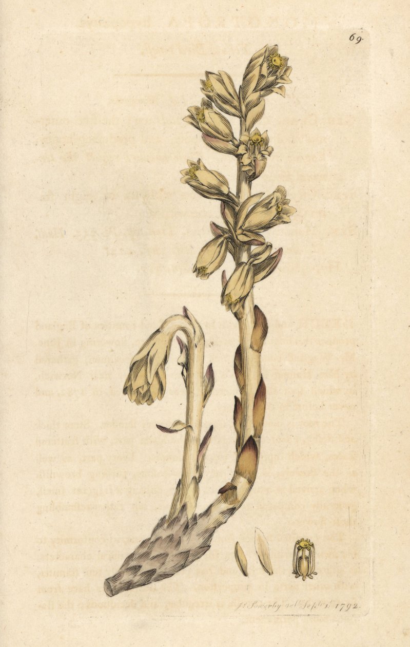 Dutch's pipe, Monotropa hypopitys (Yellow bird's nest, Monotropa hypopithys) (Aristolche) Håndfarget kobberstikk etter en illustrasjon av James Sowerby fra James Smith's English Botany, London av James Sowerby