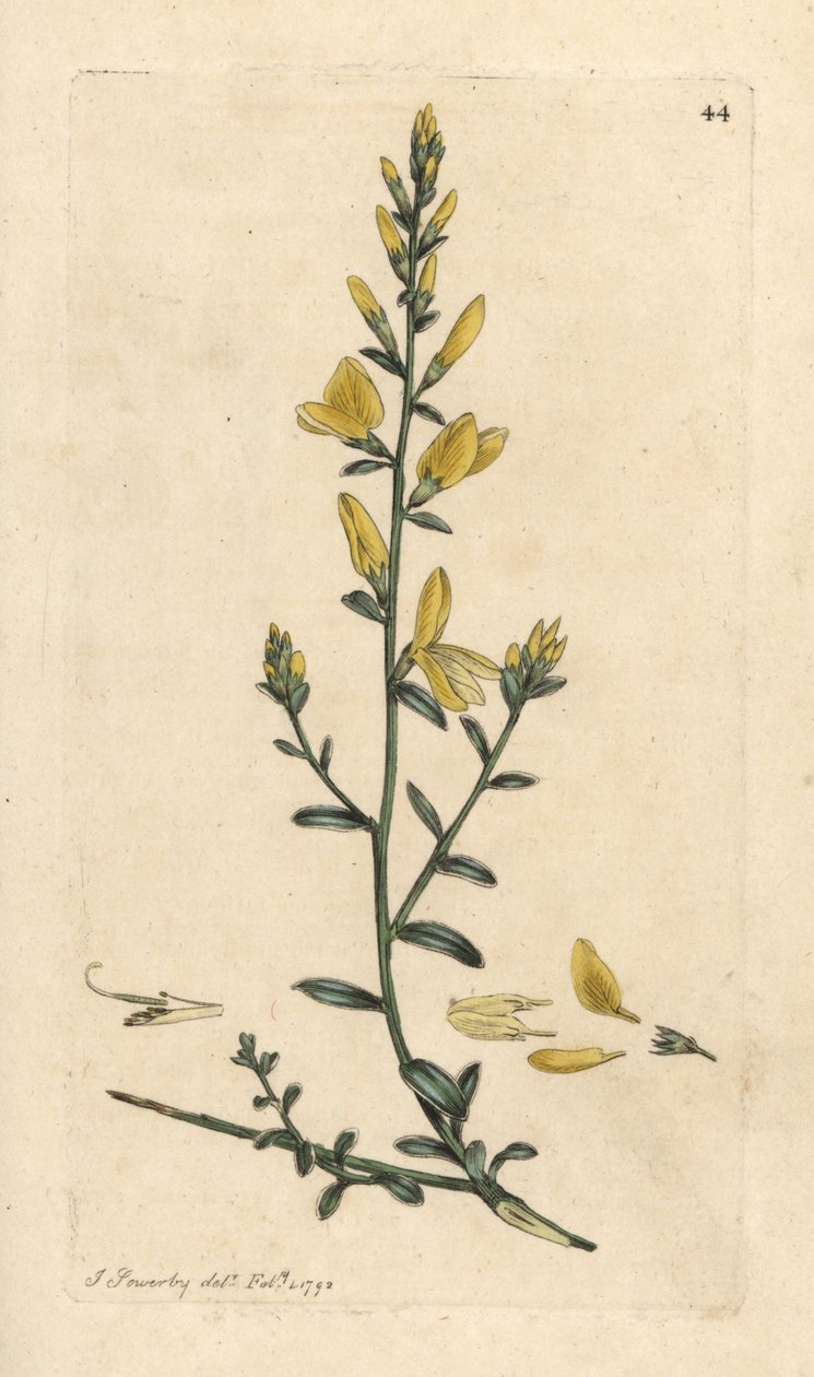 Dyer's broom eller dyer's greenweed, Genista tinctoria Håndfarget kobberstikk etter en illustrasjon av James Sowerby fra James Smith's English Botany, London av James Sowerby