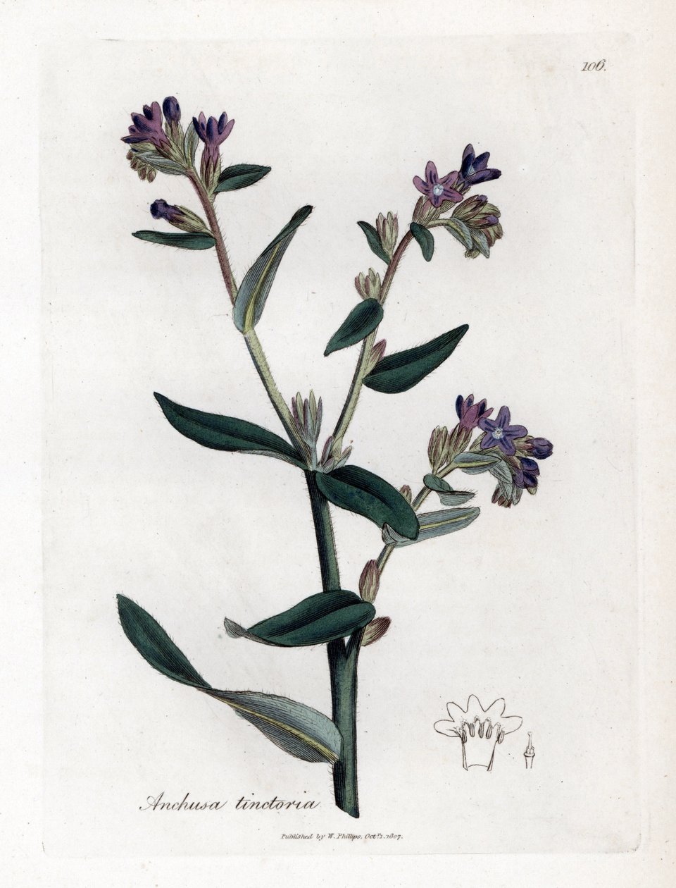 Dyer's orcanette eller tinctorale - Dyer's bugloss eller alkanet, Anchusa tinctoria. Håndfarget kobberstikk fra en botanisk illustrasjon av James Sowerby fra William Woodville og Sir William Jackson Hookers "" Medical Botany,""  av James Sowerby