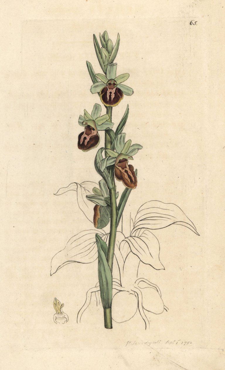 Tidlig edderkopporkide, Ophrys sphegodes (Spider orchis, Ophrys aranifera). Håndfarget kobberstikk etter en illustrasjon av James Sowerby fra James Smith's English Botany, London av James Sowerby