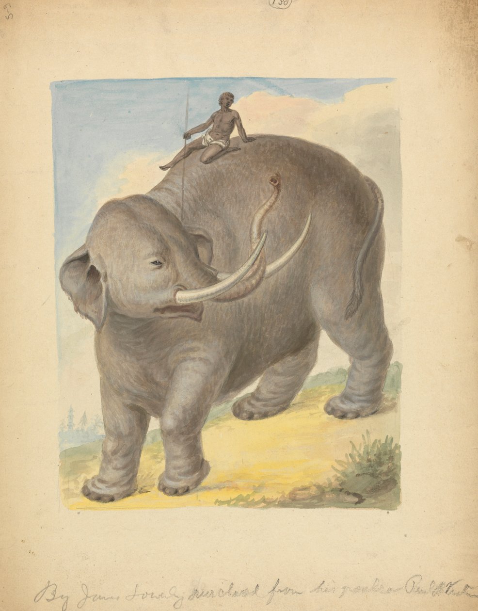 Elefant med rytter av James Sowerby