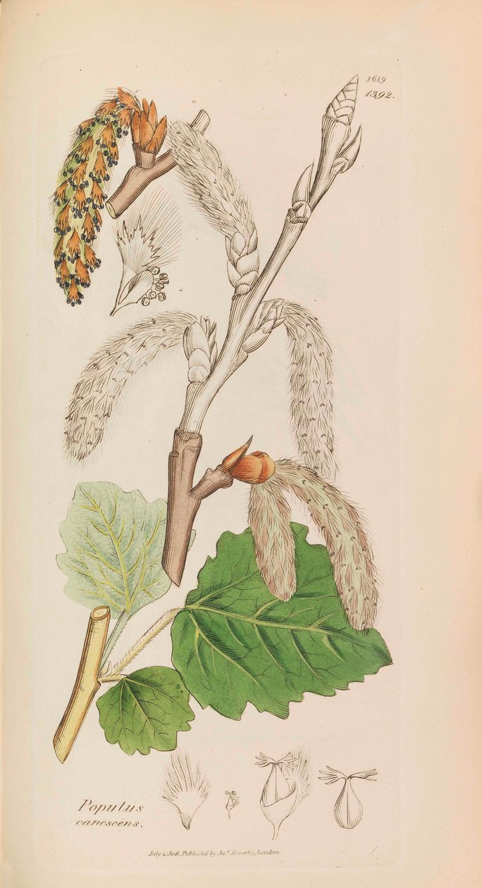 Engelsk botanikk, 1790-1800. av James Sowerby