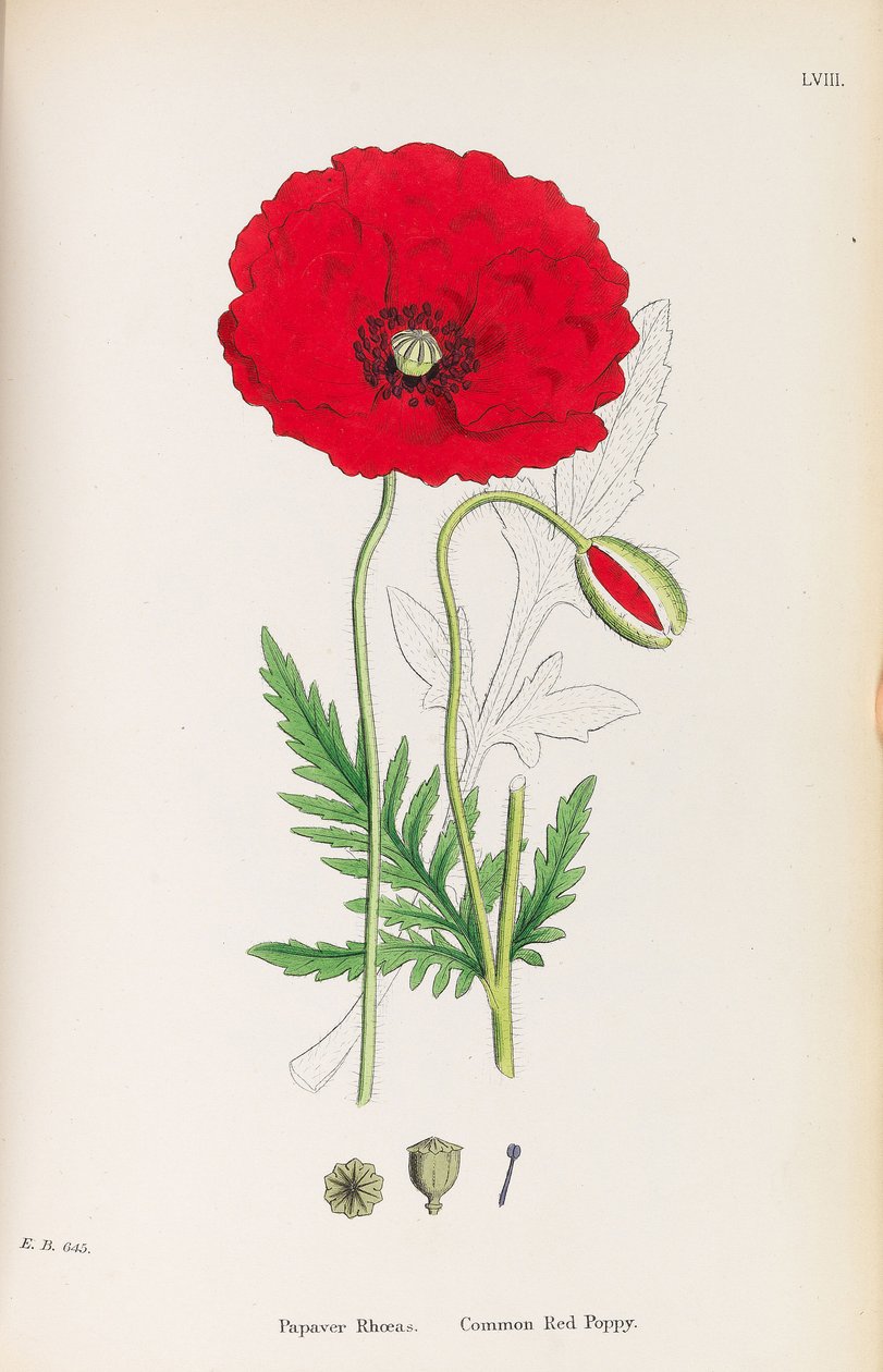 Engelsk botanikk, 1790-1800. av James Sowerby