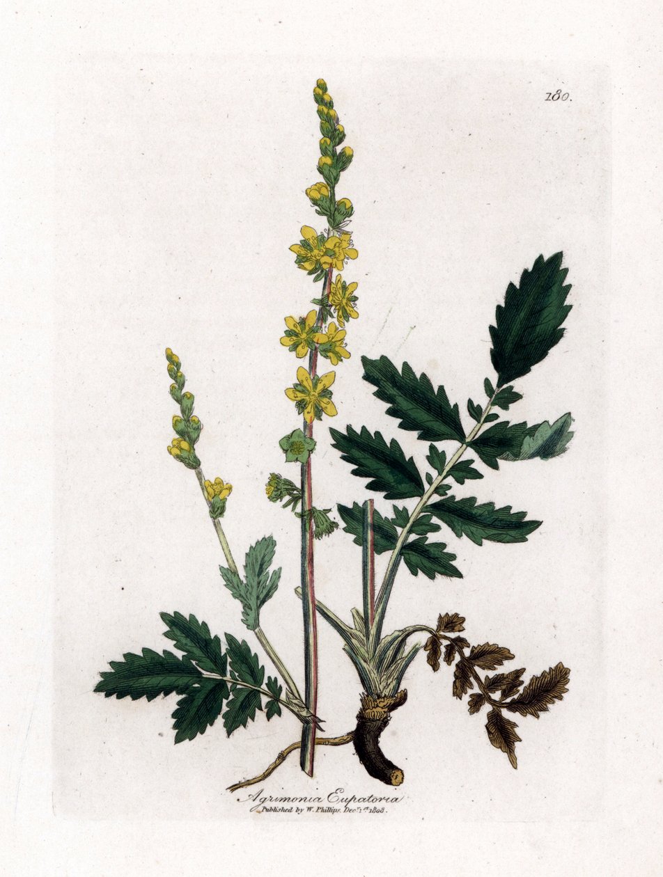 Eupatory sour - Agrimony, Agrimonia eupatoria. Håndfarget kobberstikk fra en botanisk illustrasjon av James Sowerby fra William Woodville og Sir William Jackson Hookers "" Medical Botany,"" John Bohn, London av James Sowerby