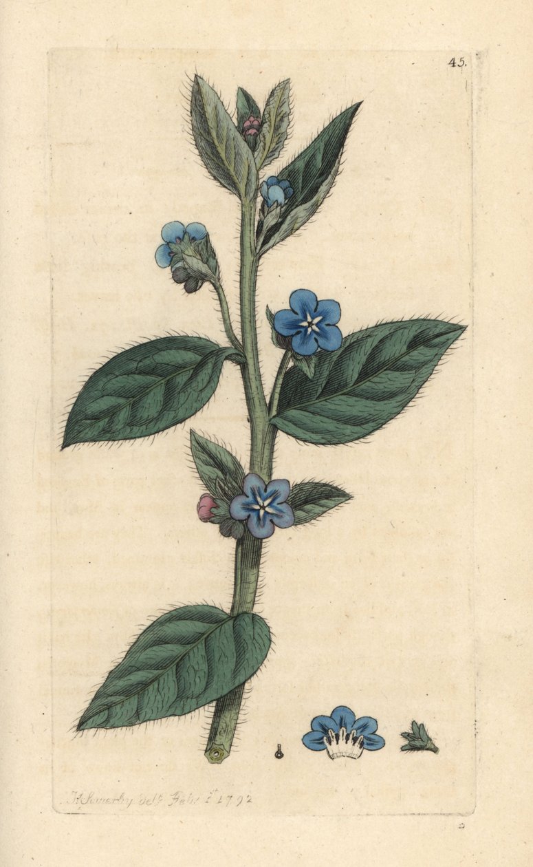 Evergreen bugloss, Pentaglottis sempervirens (Evergreen alkanet, Anchusa sempervirens) Håndfarget kobberstikk etter en illustrasjon av James Sowerby fra James Smith's English Botany, London av James Sowerby