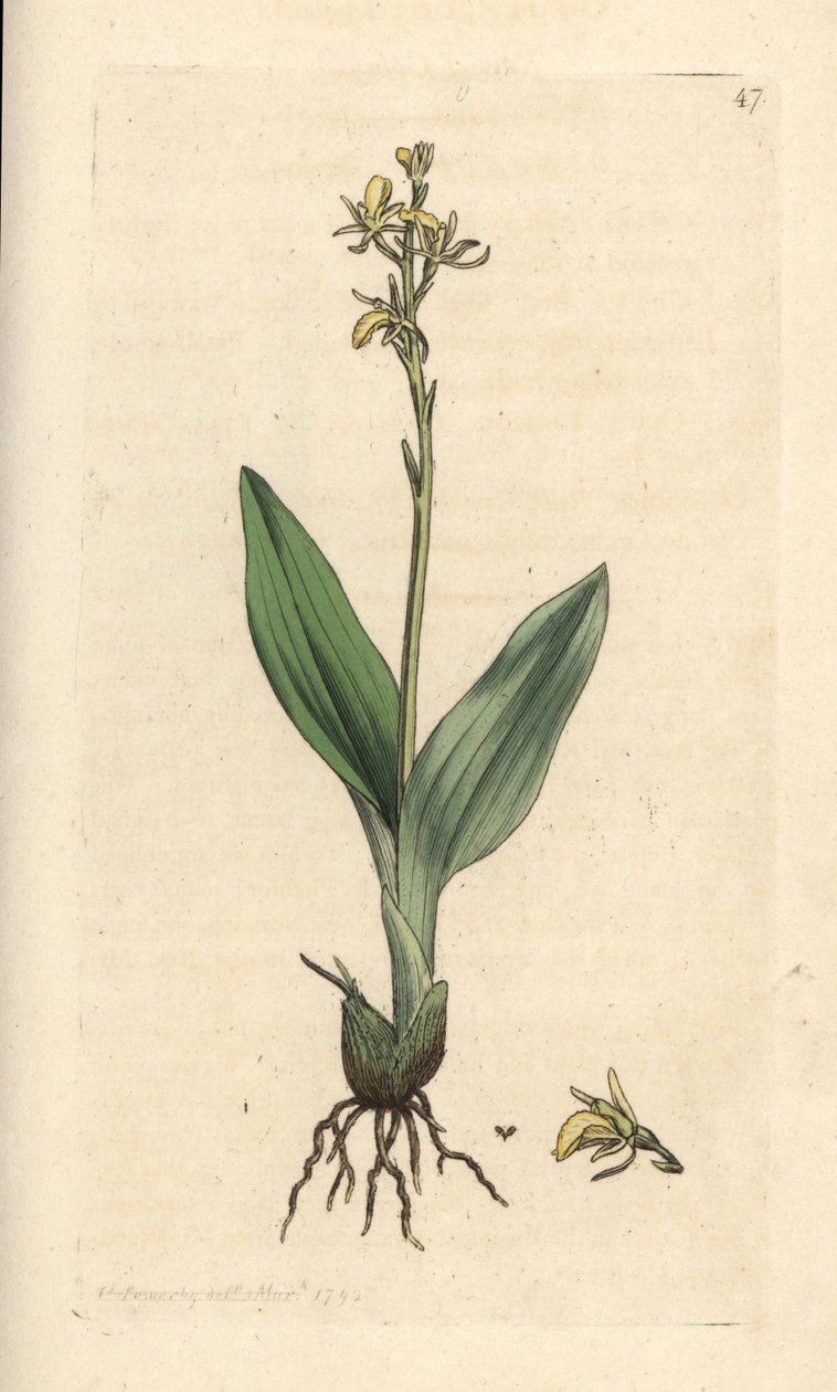 Fenorkidé, Liparis loeselii (Dverg ophrys, Ophrys loeselii). Håndfarget kobberstikk etter en illustrasjon av James Sowerby fra James Smith's English Botany, London av James Sowerby