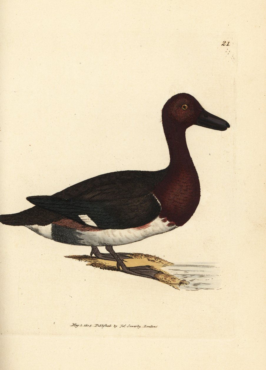 Ferruginous pochard, Aythya nyroca (Anas nyroca, oliven-tufted and). Håndfarget kobberstikk av James Sowerby fra The British Miscellany, eller fargede figurer av nye, sjeldne eller lite kjente dyreemner. av James Sowerby