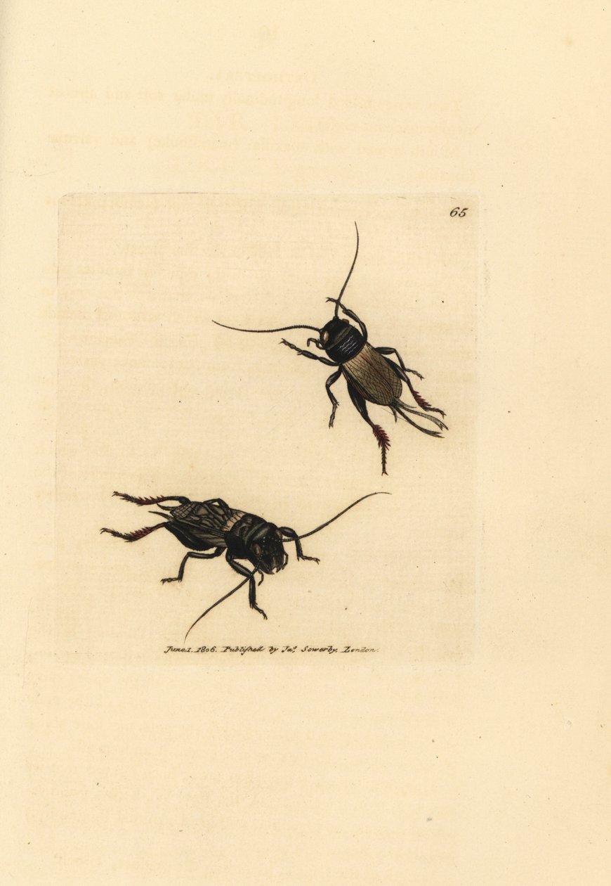 Feltcricket, Gryllus campestris (Accheta campestris). Håndfarget kobberstikk av James Sowerby fra The British Miscellany, eller fargede figurer av nye, sjeldne eller lite kjente dyreemner. av James Sowerby