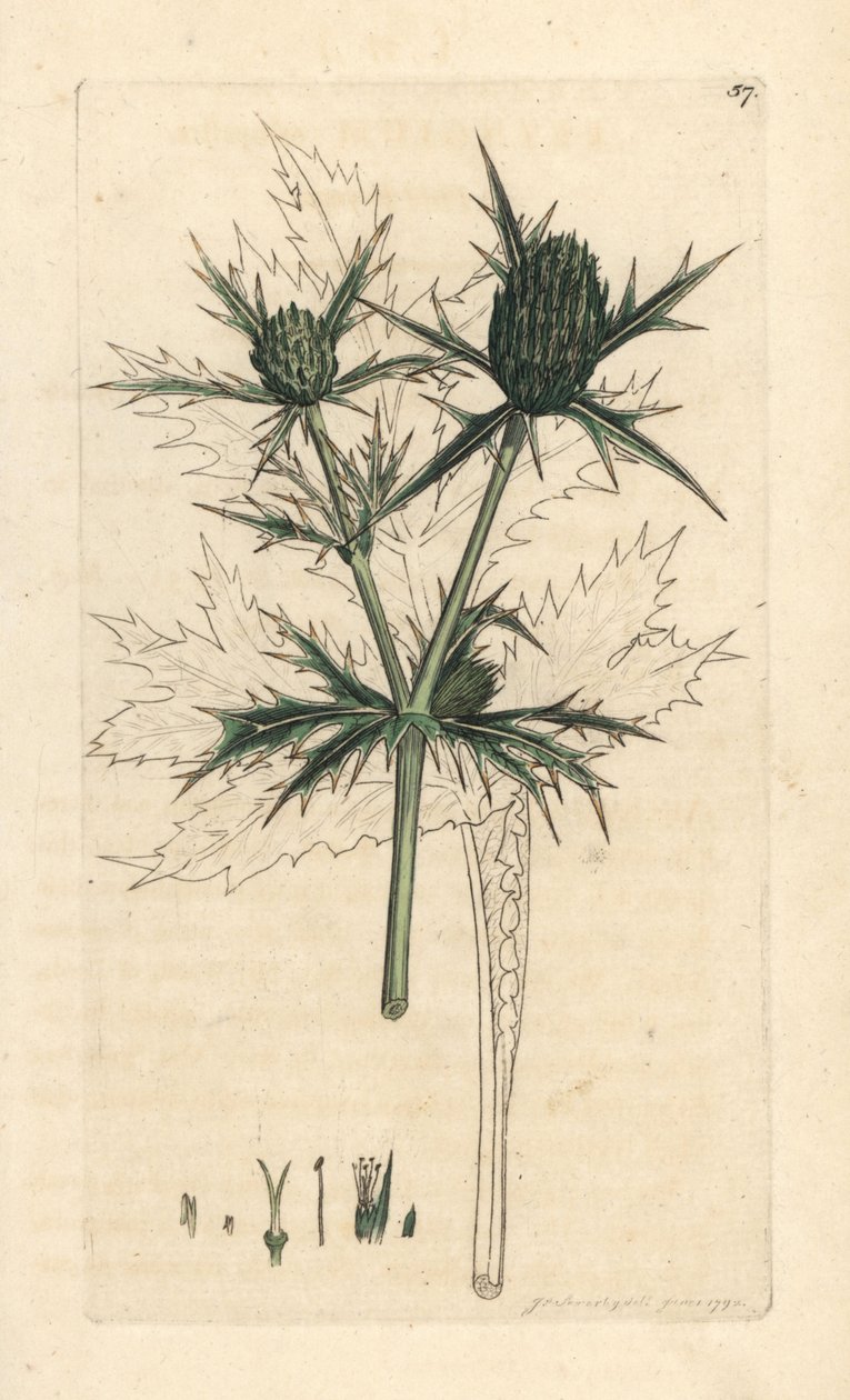 Field eryngo, Eryngium campestre (Panicaut champetre) Håndfarget kobberstikk etter en illustrasjon av James Sowerby fra James Smith's English Botany, London av James Sowerby