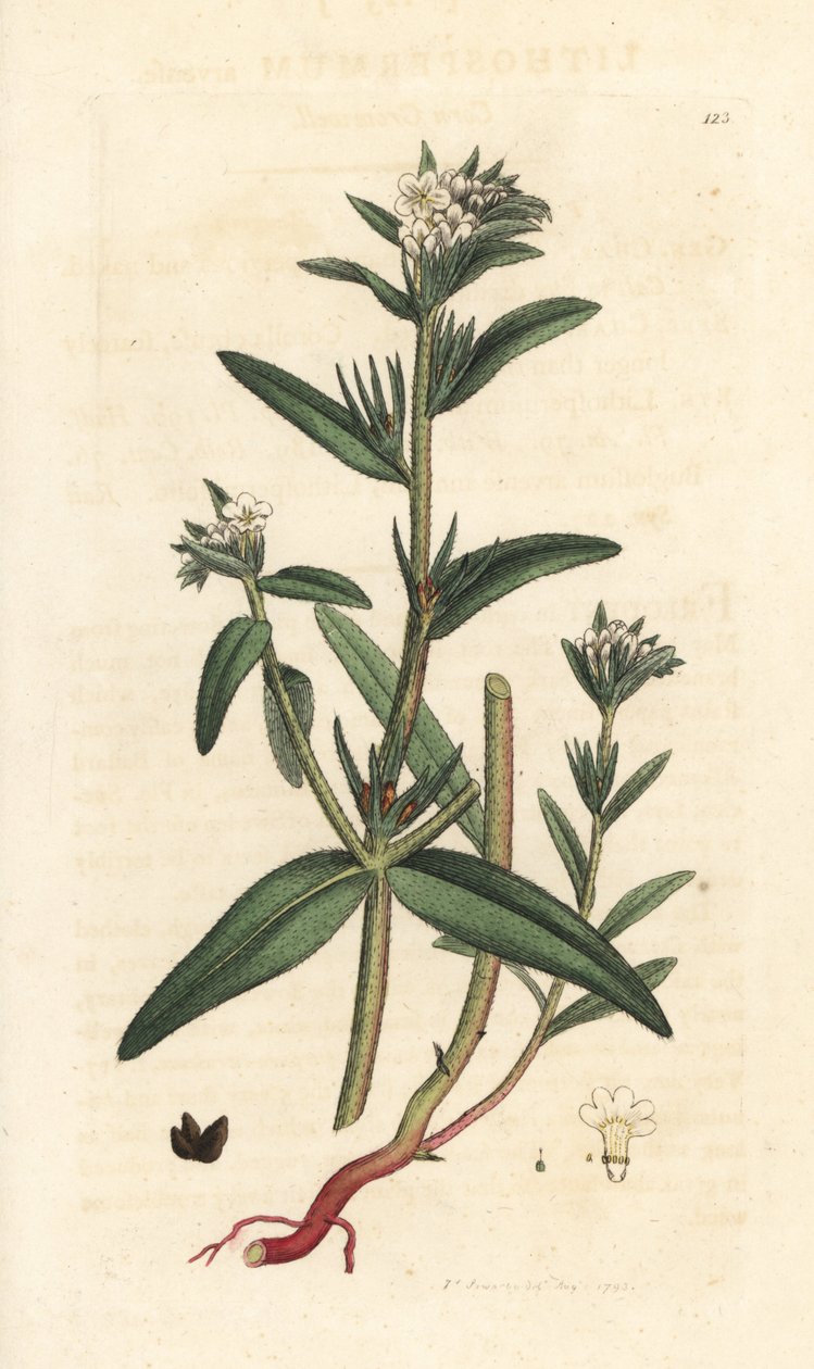 Field gromwell, Buglossoides arvensis (Lithospermum arvense) (Gremil des champs) Håndfarget kobberstikk etter en illustrasjon av James Sowerby fra James Smith's English Botany, London av James Sowerby