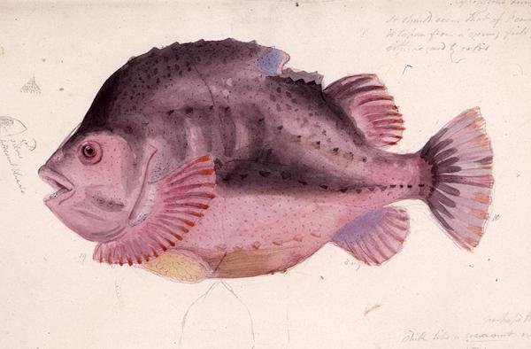 Fisk (akvarell på papir) av James Sowerby