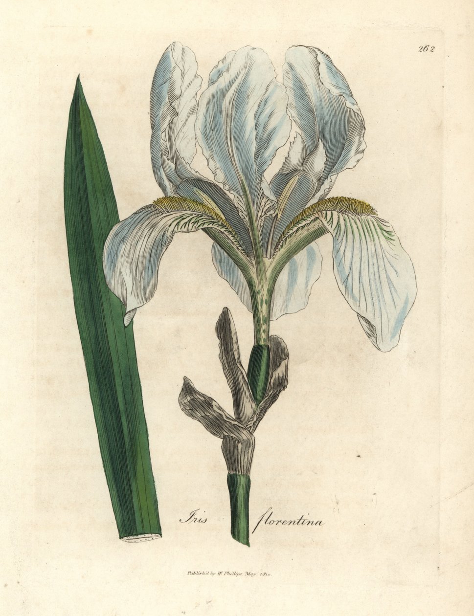 Florentinsk regnbue, florentinsk regnbue av James Sowerby