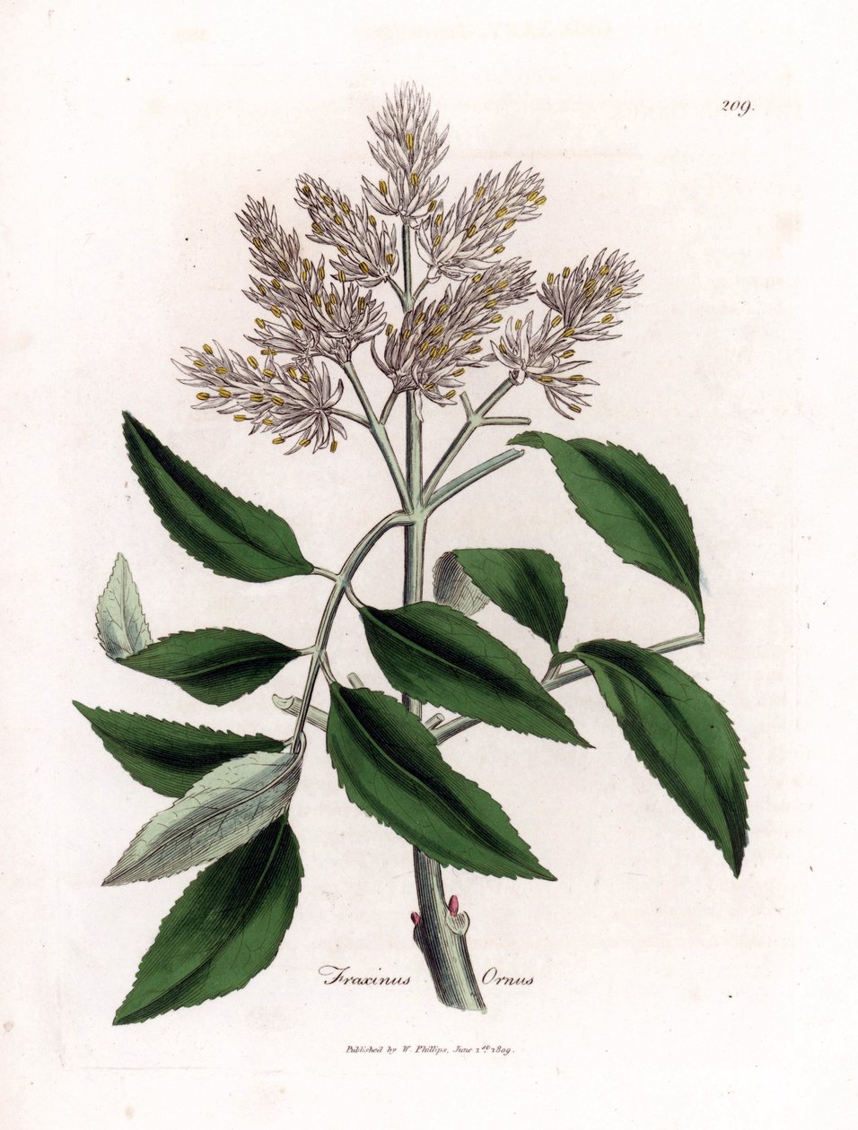 Blomstrende asketre, Fraxinus ornus. Håndfarget kobberstikk fra en botanisk illustrasjon av James Sowerby fra William Woodville og Sir William Jackson Hookers "" Medical Botany,"" John Bohn, London av James Sowerby