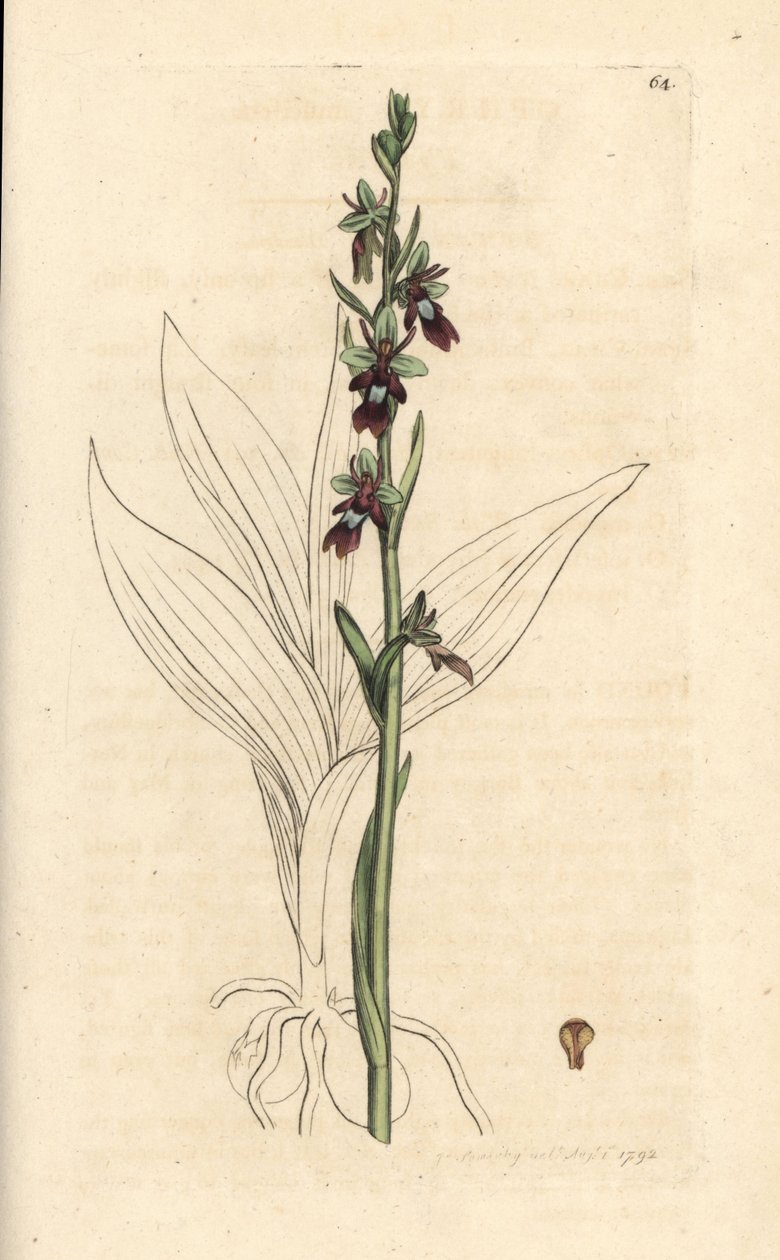 Flueorkide, Ophrys insectifera (Fly orchis, Ophrys muscifera). Håndfarget kobberstikk etter en illustrasjon av James Sowerby fra James Smith's English Botany, London av James Sowerby