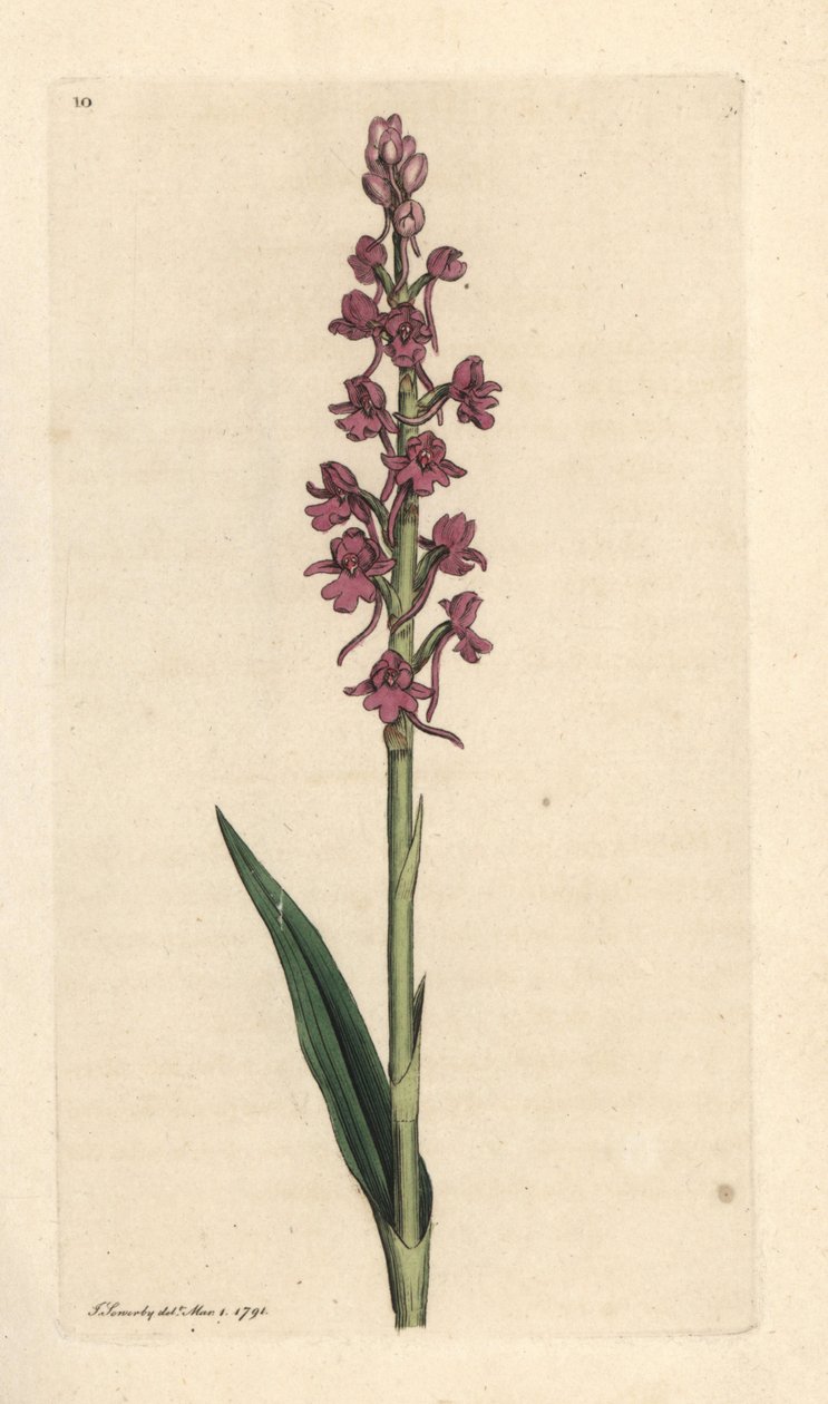Duftende orkide, Gymnadenia conopsea (Aromatisk orkide, Orchis conopsea). Håndfarget kobberstikk etter en illustrasjon av James Sowerby fra James Smith's English Botany, London av James Sowerby