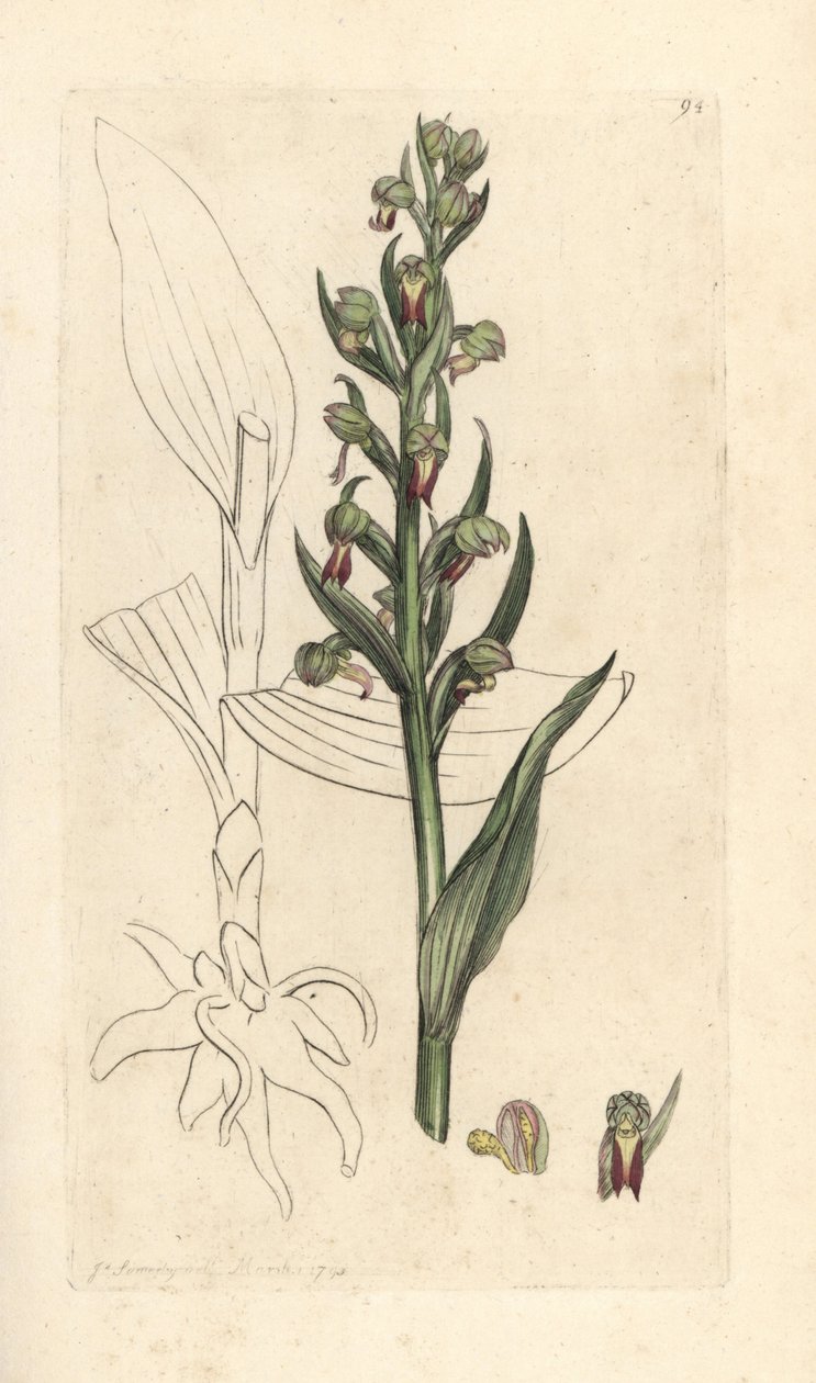 Froskeorkide, Dactylorhiza viridis (frosk satyrion eller orchis, Satyrium viride). Håndfarget kobberstikk etter en illustrasjon av James Sowerby fra James Smith's English Botany, London av James Sowerby