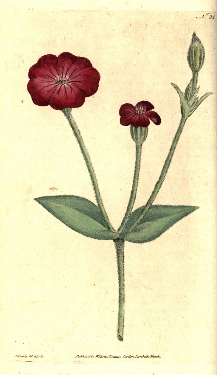 Hagevalmue - Rosa Campion, Silene coronaria (Rock cockle eller campion, Agrostemma coronaria). Håndfarget kobberstikk og botanisk illustrasjon av James Sowerby fra William Curtis' The Botanical Magazine, Lambeth Marsh, London av James Sowerby