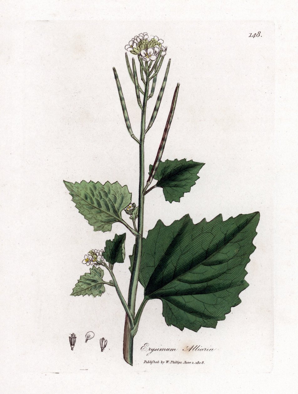 Hvitløksennep, Alliaria petiolata. Håndfarget kobberstikk fra en botanisk illustrasjon av James Sowerby fra William Woodville og Sir William Jackson Hookers "" Medical Botany,"" John Bohn, London av James Sowerby