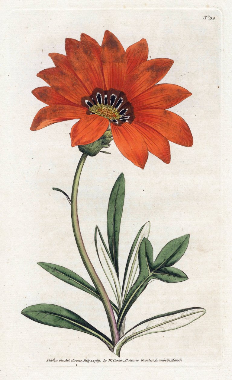 Gazania (gazania) bratt - Litografi av James Sowerby (1757-1822), fra William Curtis's Botanical Magazine (1746-1799) av James Sowerby