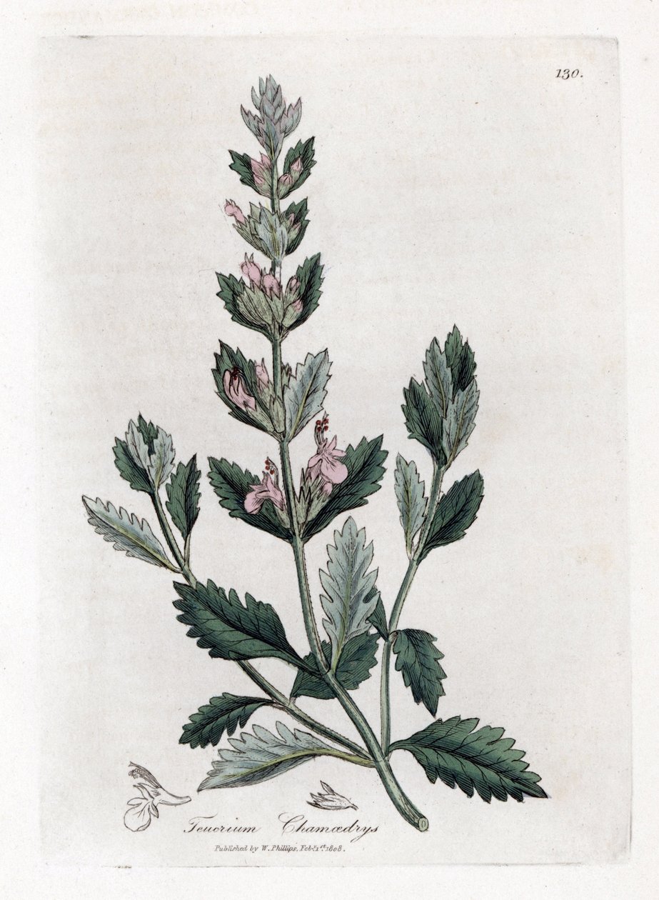 Germandree petit oak - Vanlig germander, Teucrium chamaedrys. Håndfarget kobberstikk fra en botanisk illustrasjon av James Sowerby fra William Woodville og Sir William Jackson Hookers "" Medical Botany,"" John Bohn, London av James Sowerby